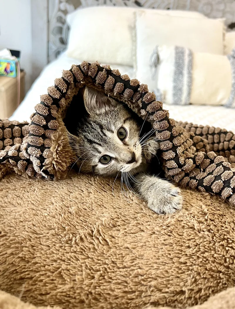 A baby small-sized male Domestic Short Hair cat named El Gaucho for adoption in Staten Island, NY