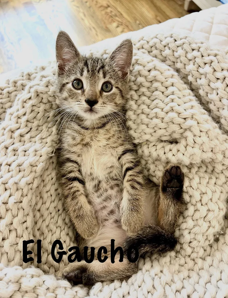 El Gaucho thumbnail 6