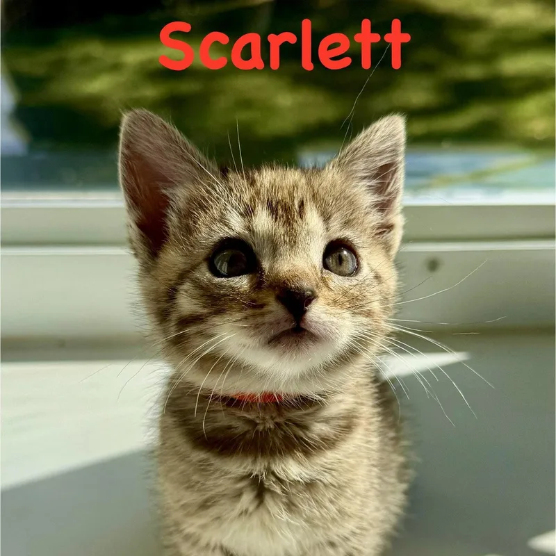 A baby medium-sized female Domestic Short Hair cat named Scarlett for adoption in Reston, VA