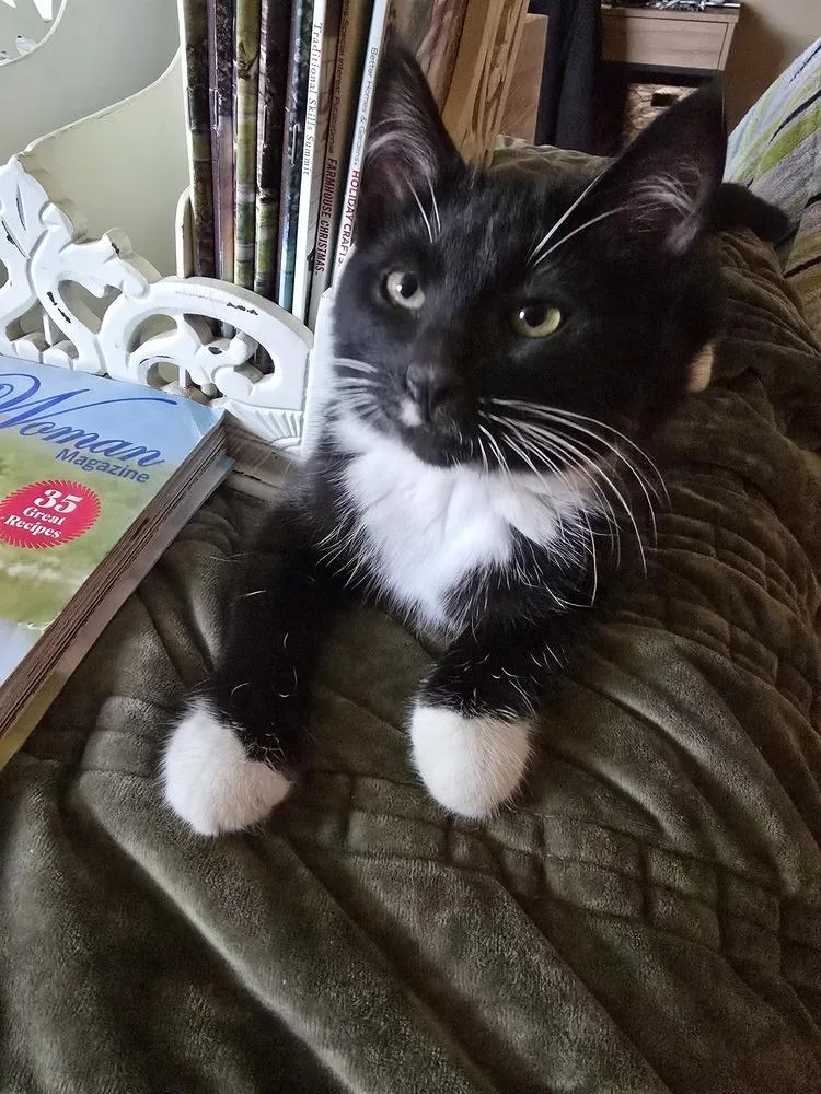 A baby small-sized male Domestic Short Hair cat named Tide for adoption in Bellingham, WA