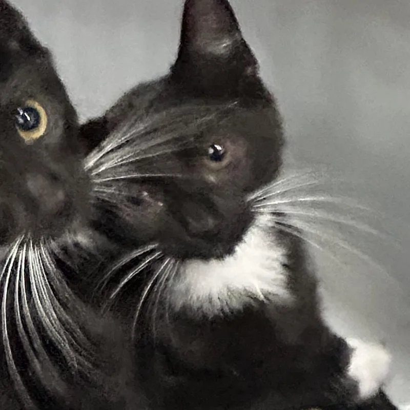 A baby small-sized female Black Domestic Short Hair cat named Tina for adoption in Newark, NJ