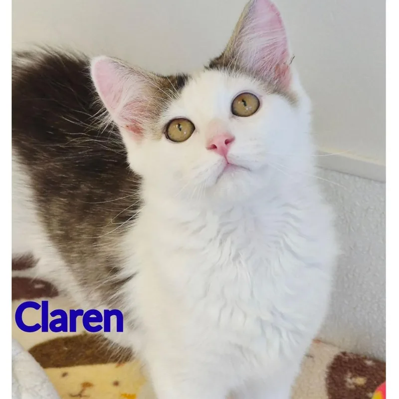 Claren