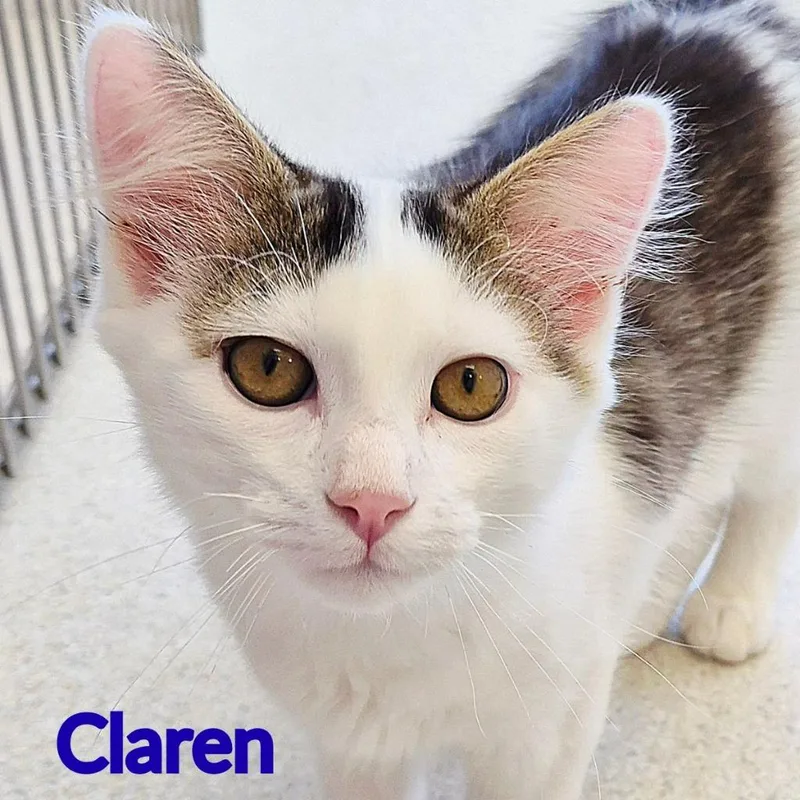 Claren thumbnail 2