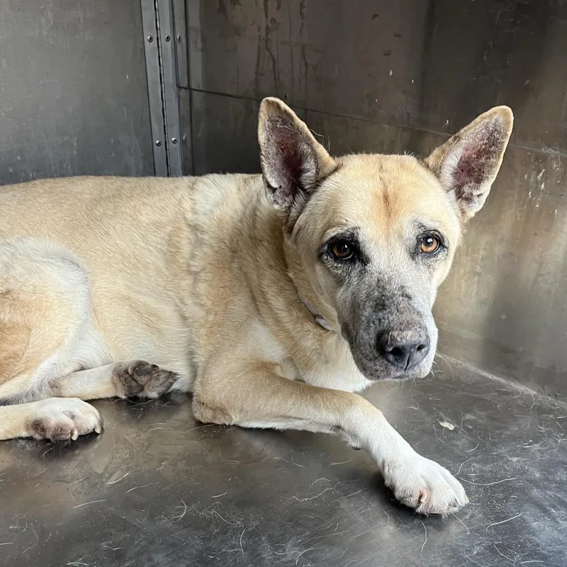 A senior medium-sized male Brown / Chocolate Shepherd dog named Diesel for adoption in Edinburg, TX