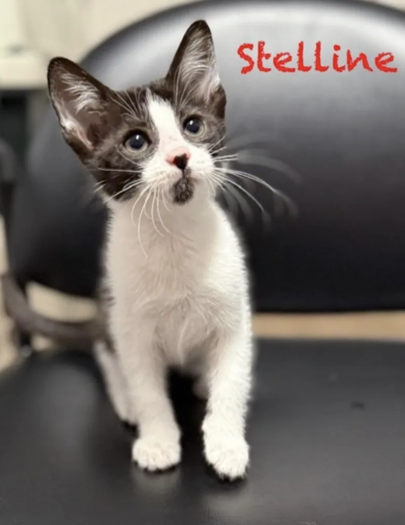 A baby medium-sized female Black & White / Tuxedo Domestic Short Hair cat named Stelline for adoption in Pawleys Island, SC