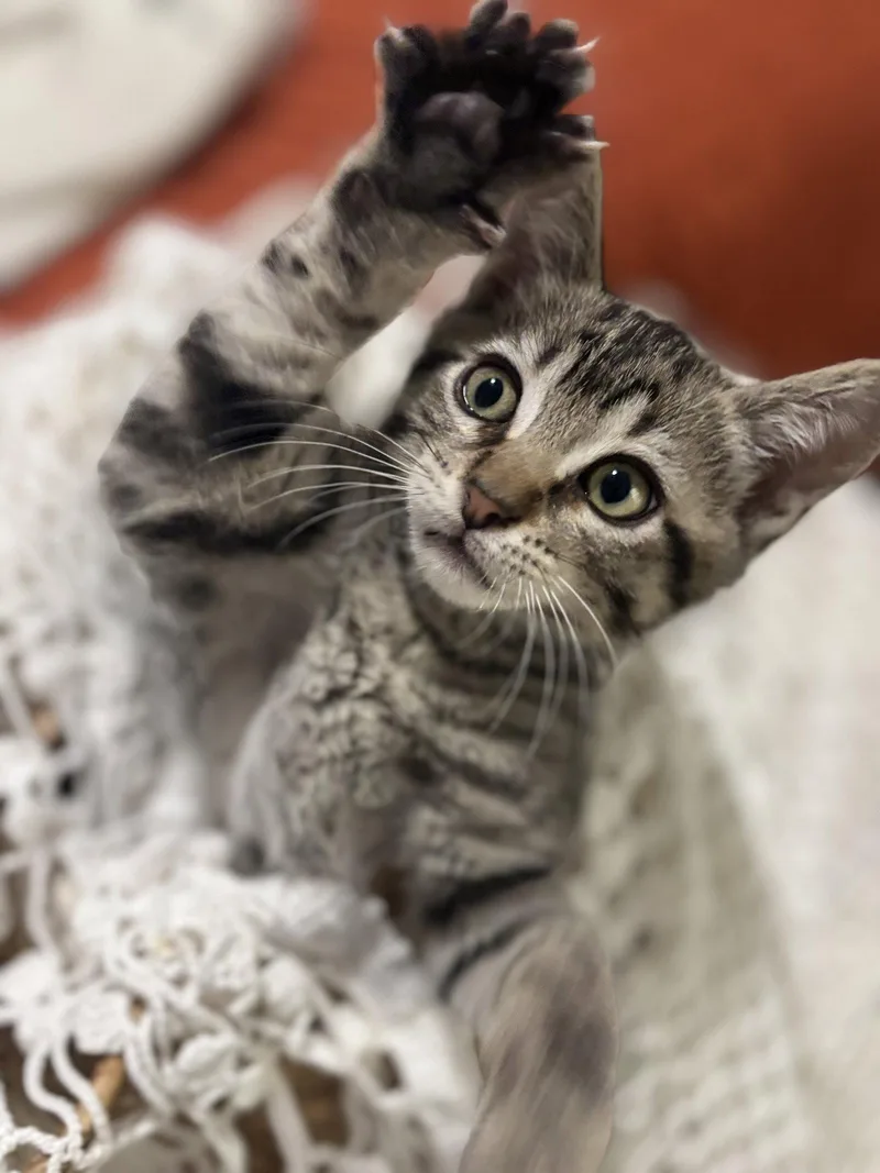A baby medium-sized male Gray & White Tabby cat named Rocket for adoption in Napa, CA