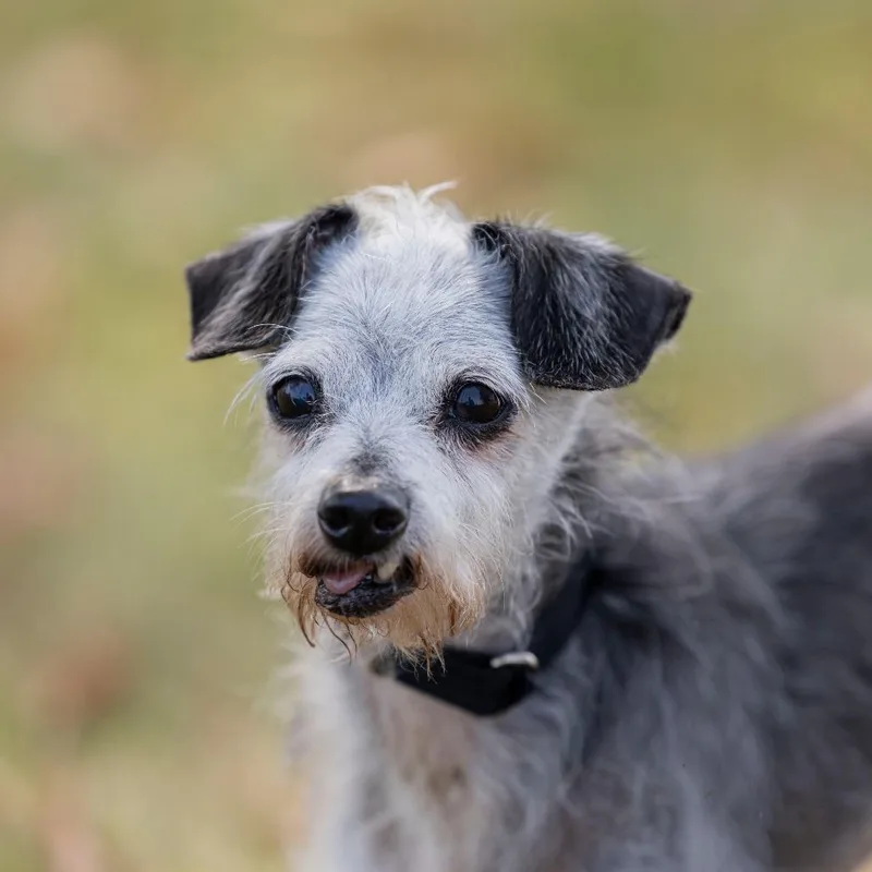 A senior small-sized male White / Cream Mixed Breed dog named Melvin for adoption in Dearborn, MI