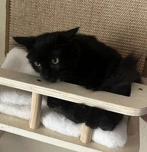 A young medium-sized female Domestic Short Hair cat named Toothless for adoption in Phoenix, AZ
