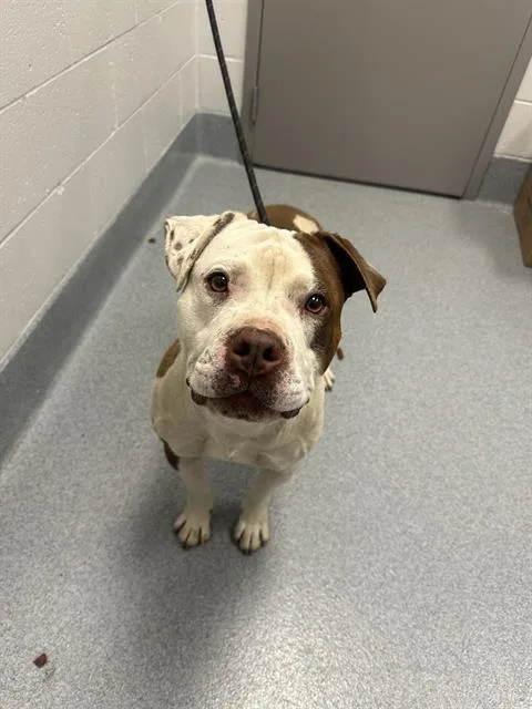 An adult large-sized male American Bulldog dog named Boulder for adoption in Indianapolis, IN