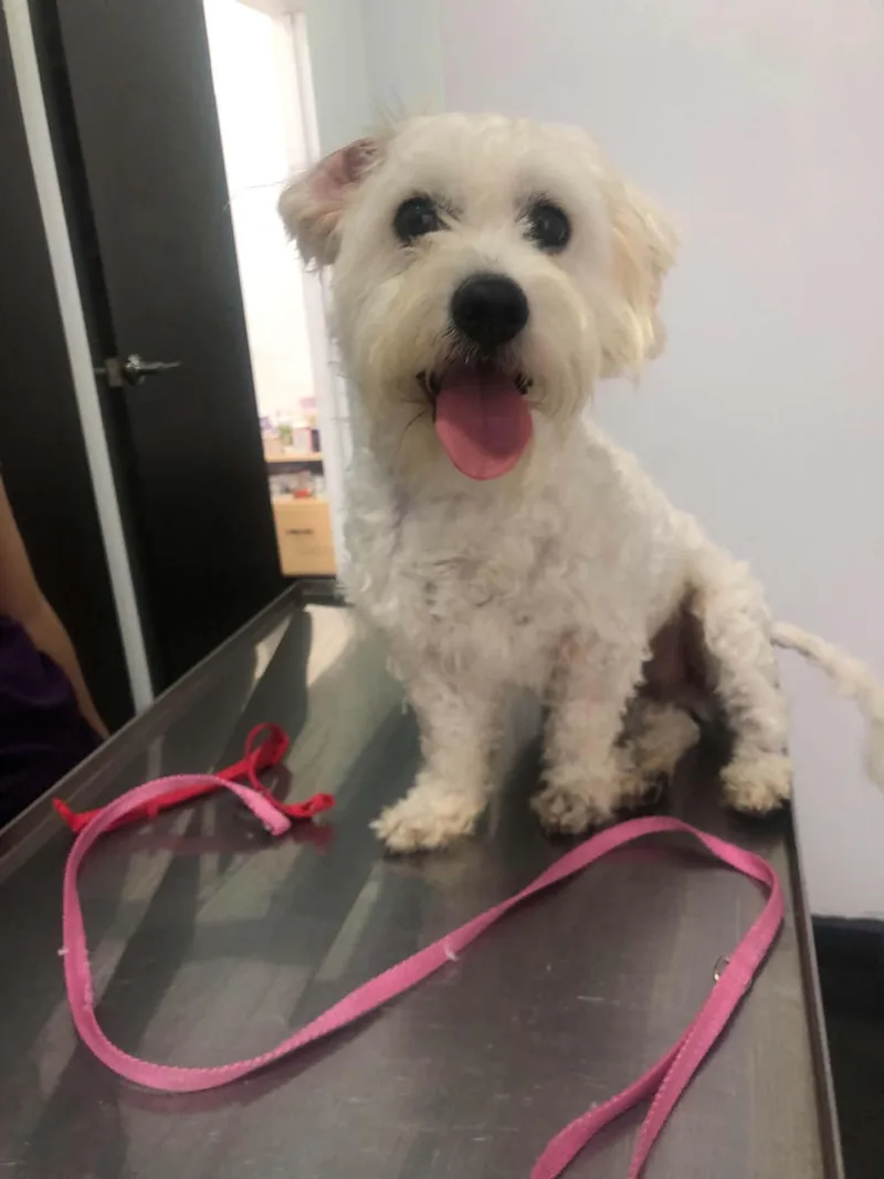 A young small-sized male Maltese dog named Pippin for adoption in Escondido, CA