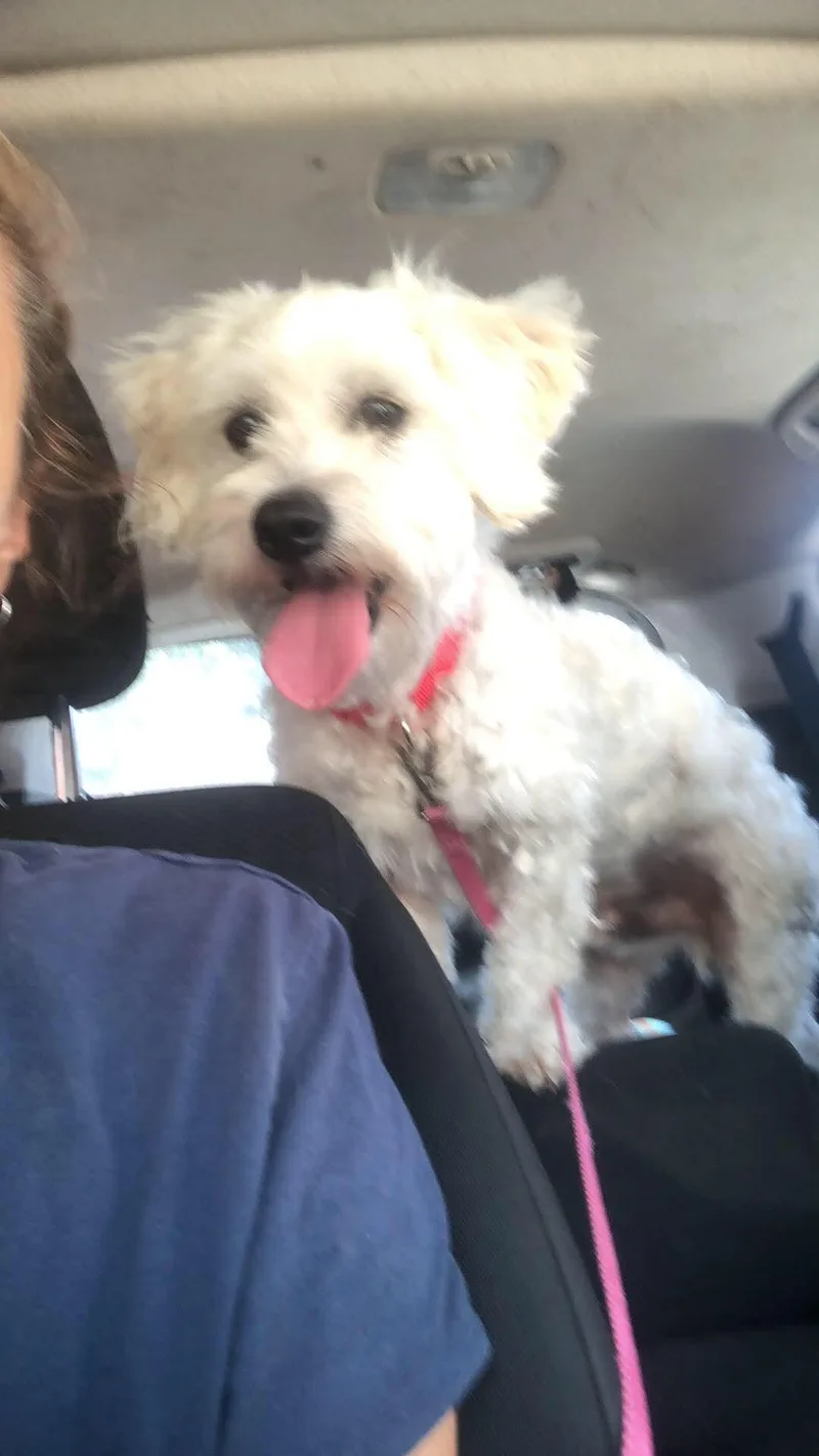 Pippin thumbnail 3