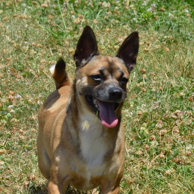 An adult small-sized male Yellow / Tan / Blond / Fawn Chihuahua dog named Felix for adoption in Camden, DE