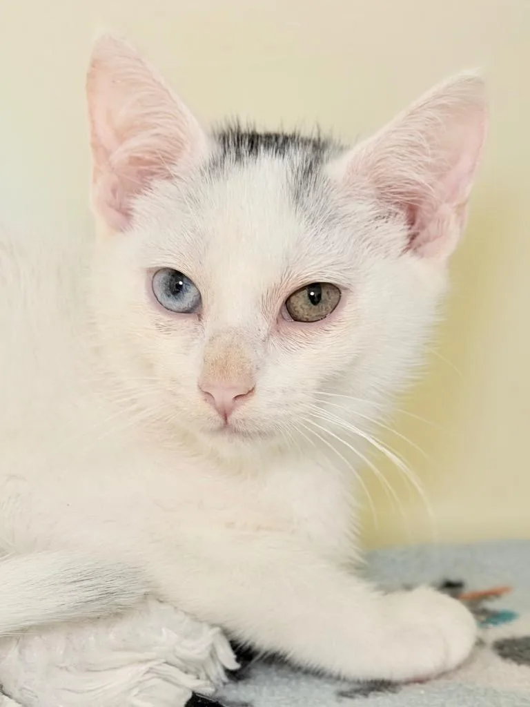A baby medium-sized male Domestic Short Hair cat named Cia for adoption in Menomonie, WI