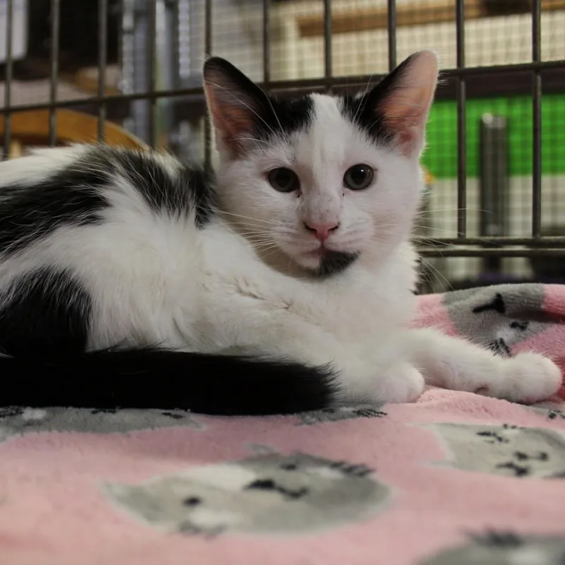 A young medium-sized female Domestic Medium Hair cat named Clove for adoption in Billings, MT