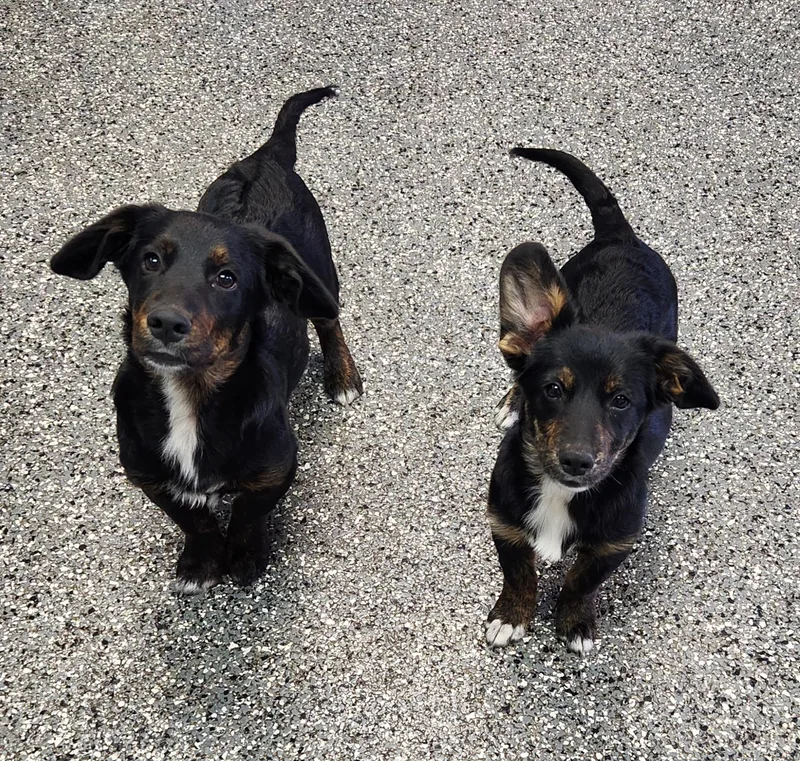 A baby medium-sized male Dachshund dog named Murphy for adoption in Siloam Springs, AR