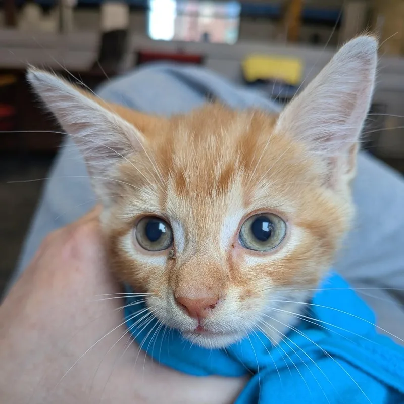 A baby small-sized male Orange / Red Domestic Short Hair cat named Prince for adoption in Fairfax, VA