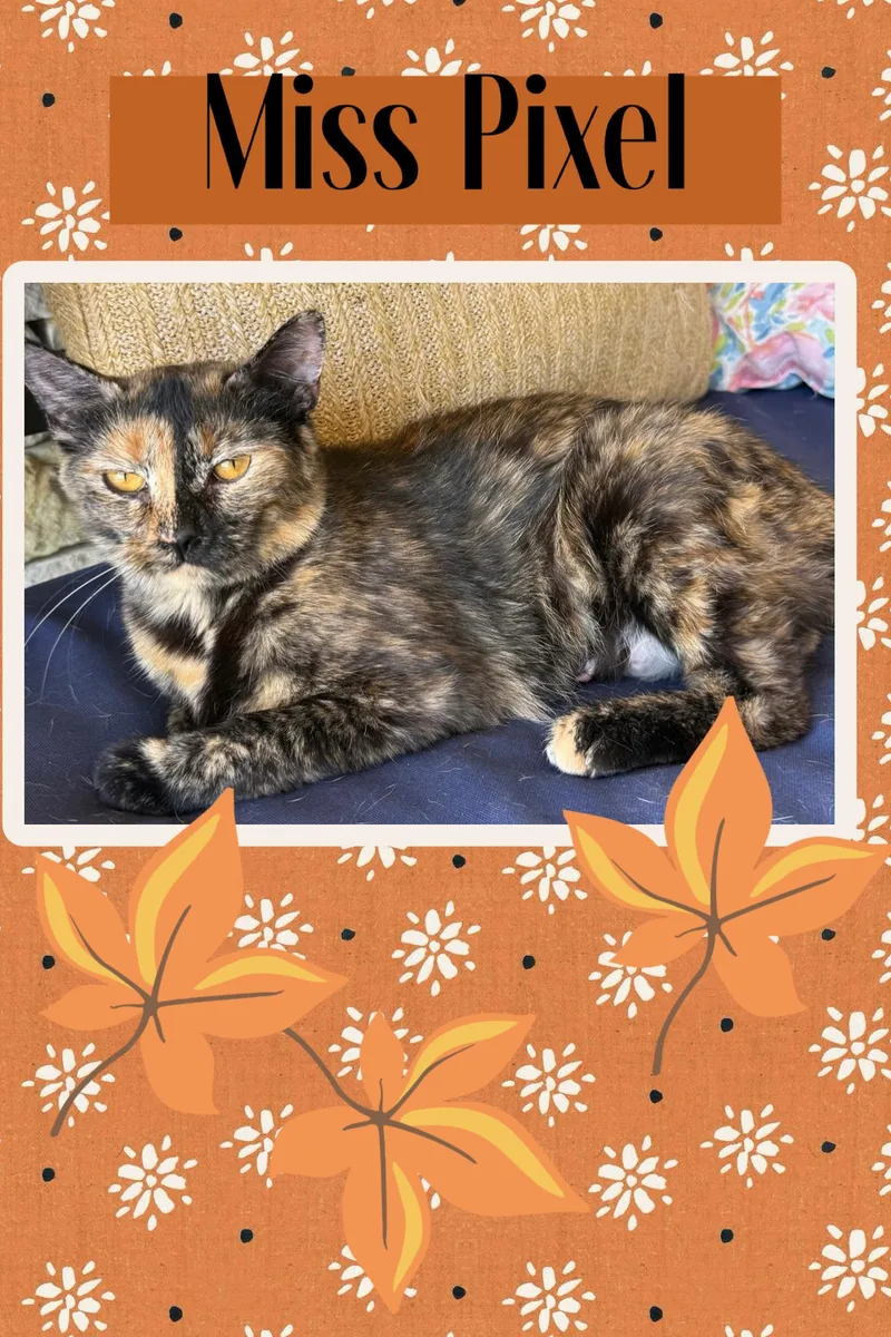 A young medium-sized female Calico American Shorthair cat named Pixel for adoption in Kearney, NE