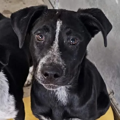 A young medium-sized female Cattle Dog dog named Senorita for adoption in Phoenix, AZ