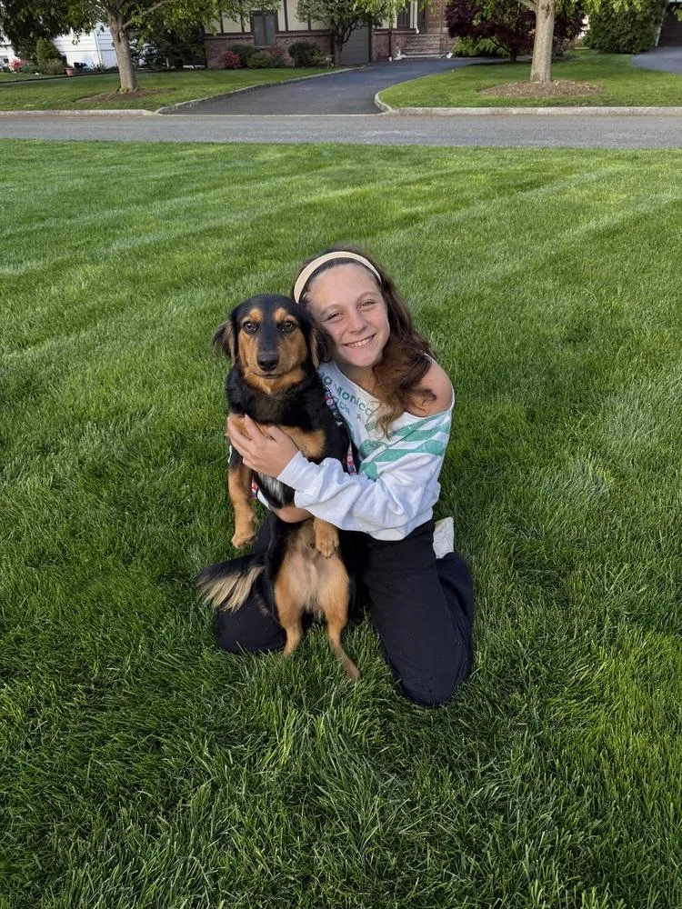 A young small-sized male Brown / Chocolate Basset Hound dog named Roscoe for adoption in Brewster , NY