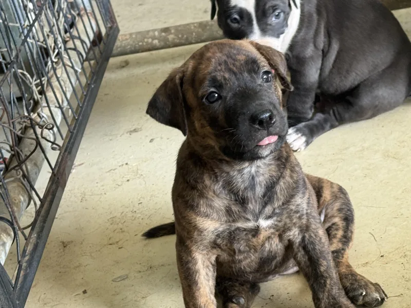 A baby medium-sized male Brindle Dutch Shepherd dog named Wren for adoption in Evergreen, CO