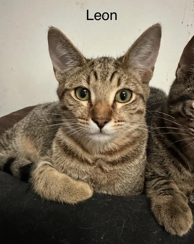 Leon