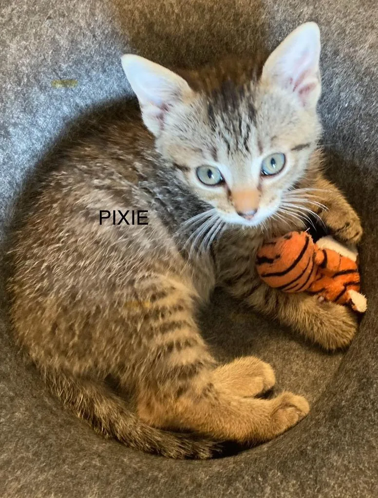 A baby medium-sized female Domestic Short Hair cat named Pixie for adoption in Johnson City, TN