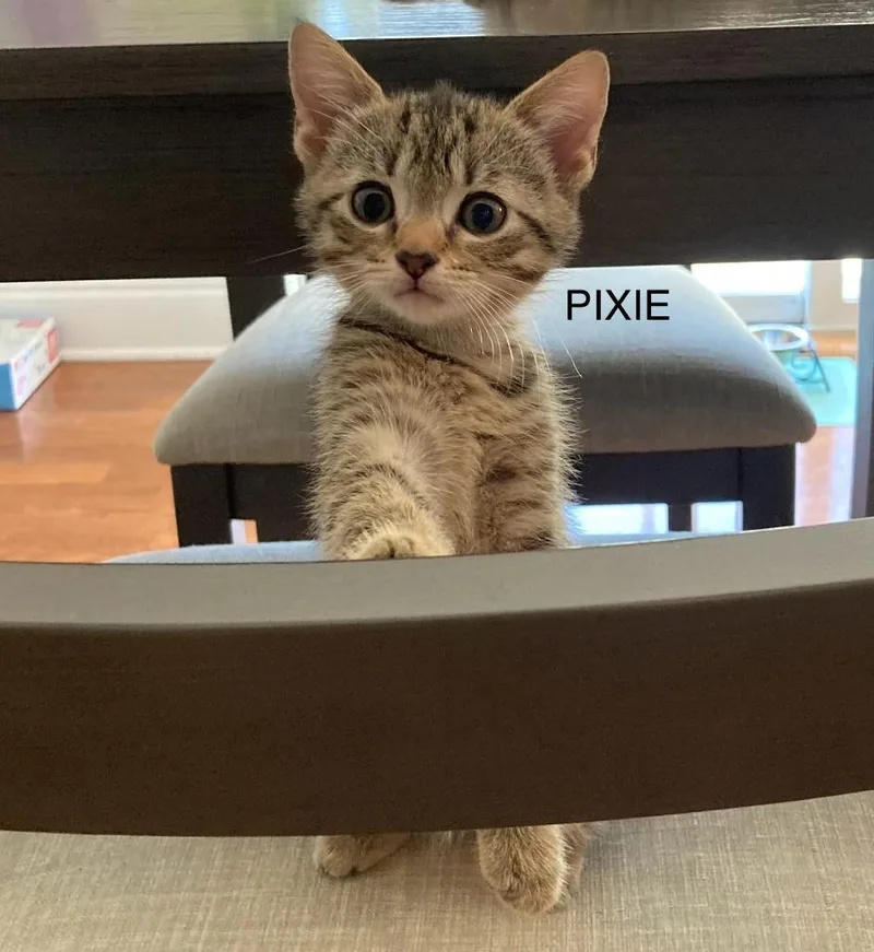 Pixie thumbnail 2
