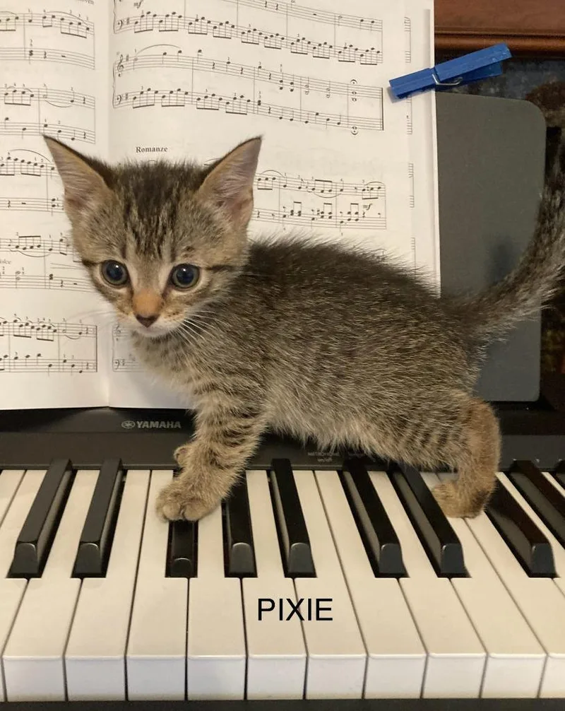 Pixie thumbnail 3