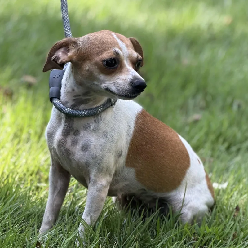 An adult small-sized female Chihuahua dog named Mary Jane for adoption in Locust Fork, AL
