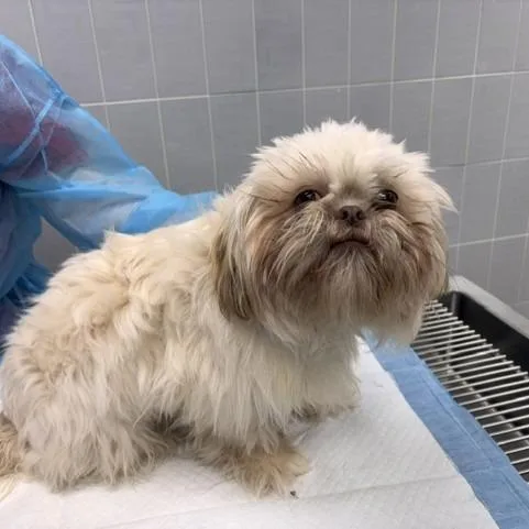 A young small-sized male White / Cream Mixed Breed dog named Cappo for adoption in New York, NY