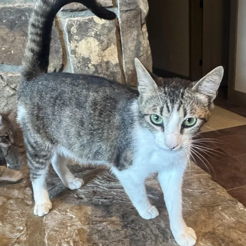 A young small-sized female Domestic Short Hair cat named Queen Cabella for adoption in Bentonville, AR