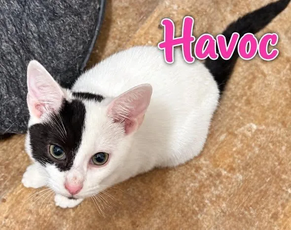 Havoc