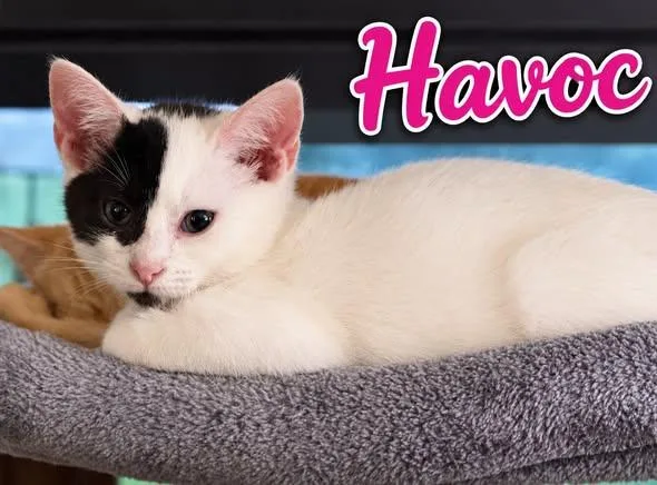 Havoc thumbnail 2