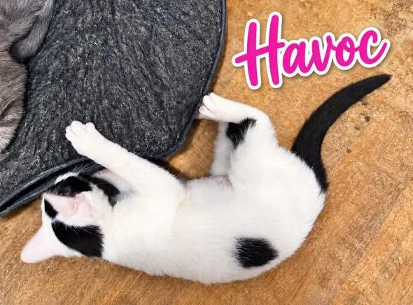 Havoc thumbnail 3