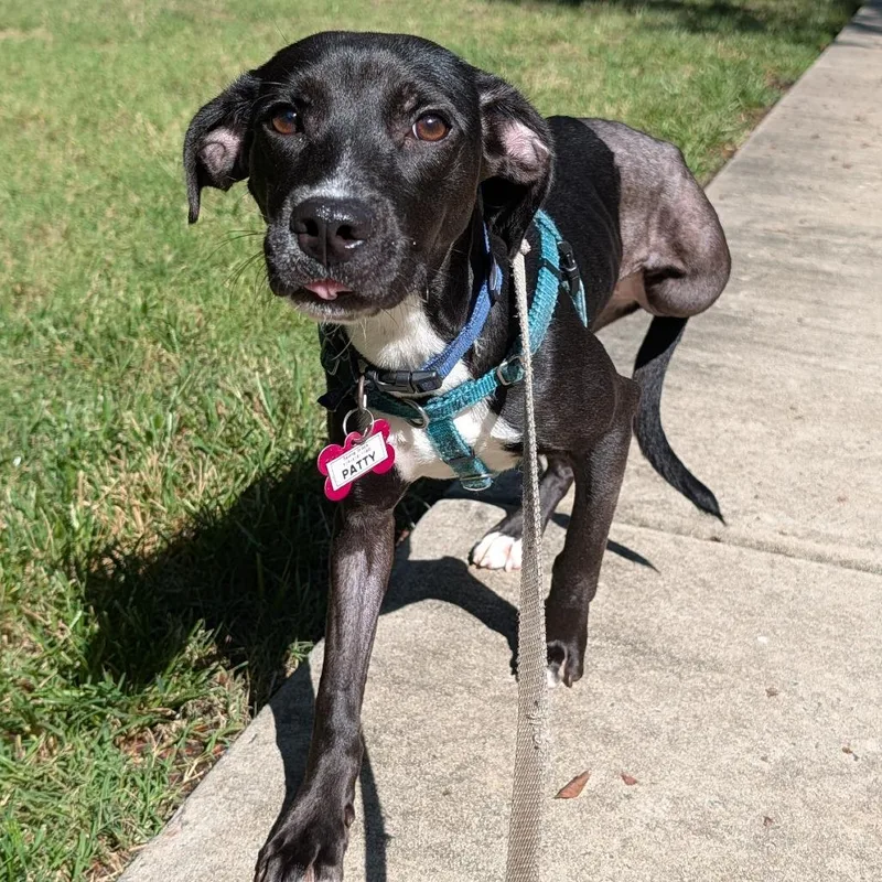 An adult small-sized female Labrador Retriever dog named Patty for adoption in Wake Forest, NC