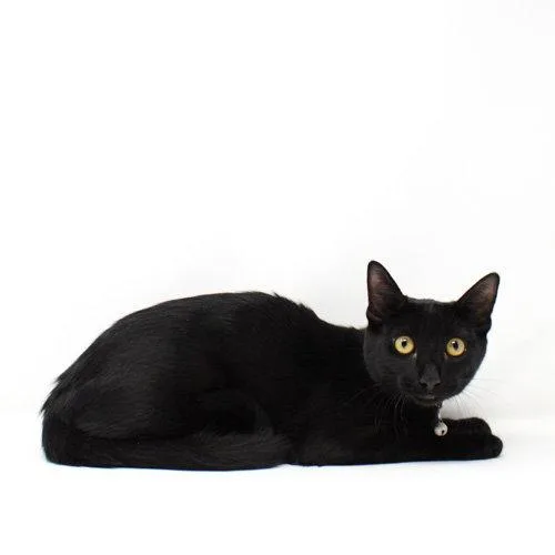 A baby medium-sized male Domestic Short Hair cat named Nibs for adoption in Florence, AZ