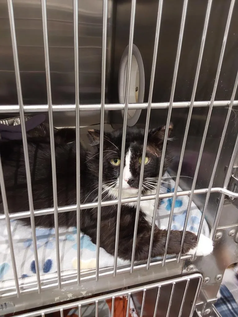 An adult medium-sized male Domestic Short Hair cat named Tuckie for adoption in Winder, GA
