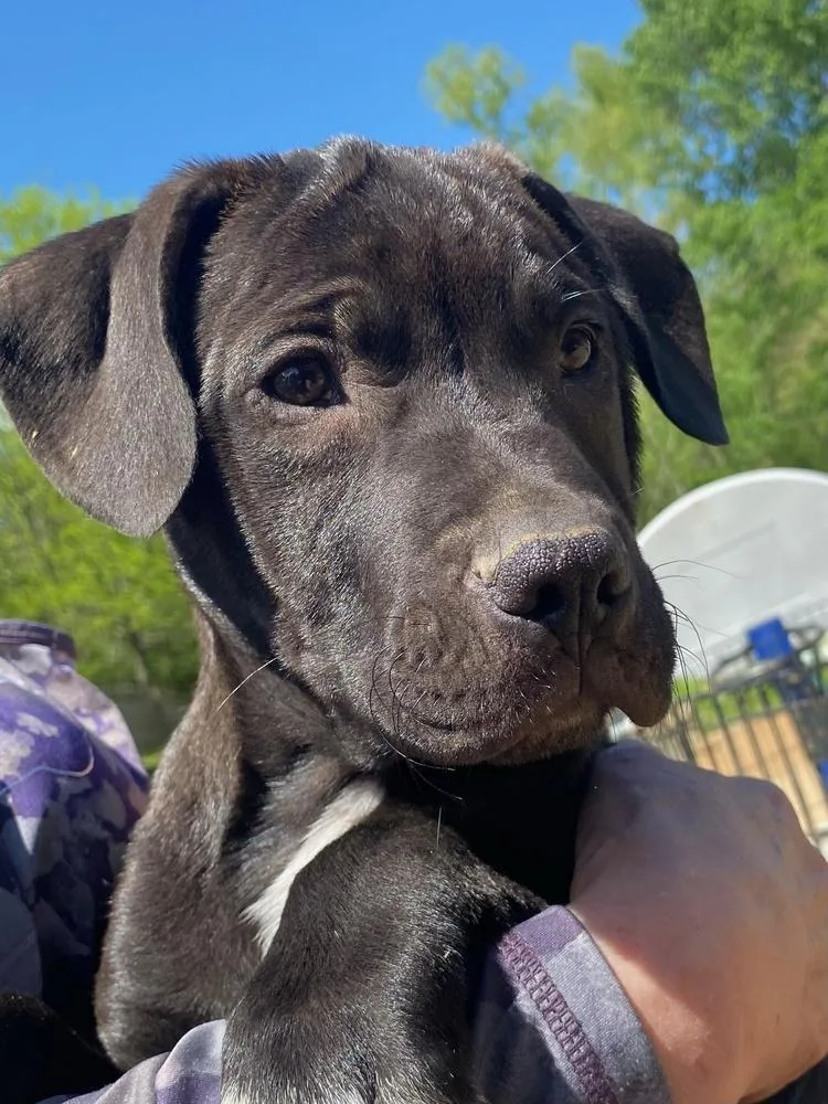 Phillipe  Beauty And thumbnail 4