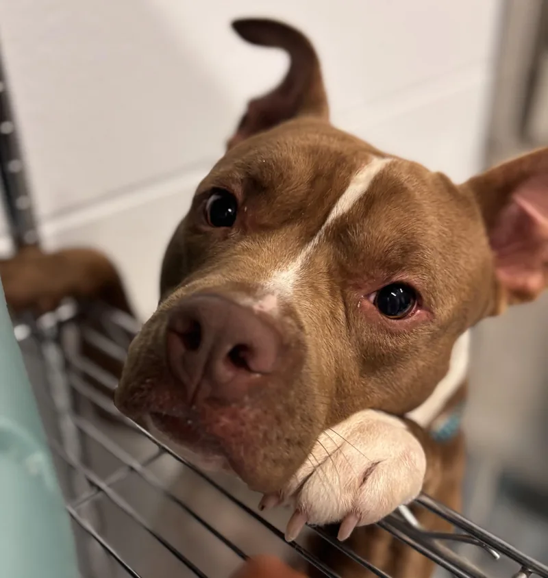 A young medium-sized male Red / Chestnut / Orange Pit Bull Terrier dog named Friendly for adoption in Stafford, VA