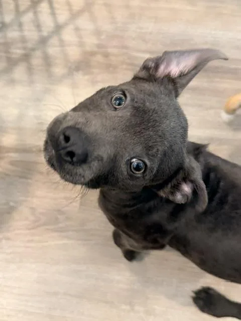 A baby medium-sized female Gray / Blue / Silver American Staffordshire Terrier dog named Fiona for adoption in Lafayette, CA