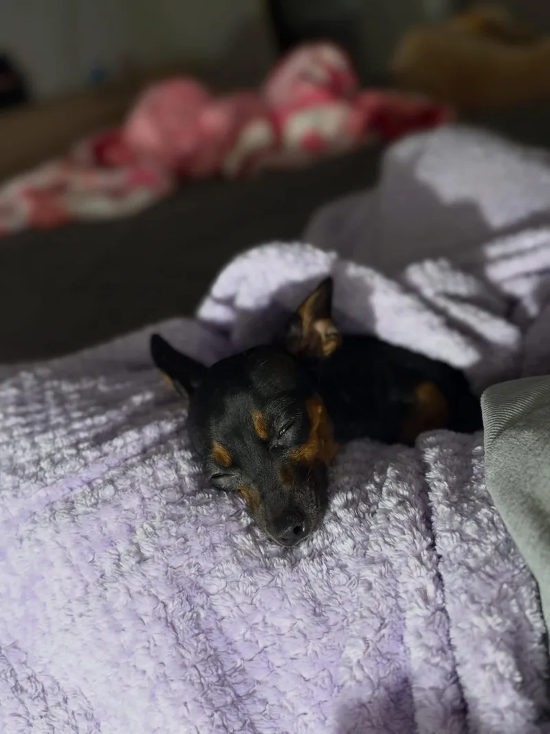 A young medium-sized female Miniature Pinscher dog named Freida for adoption in Orlando, FL