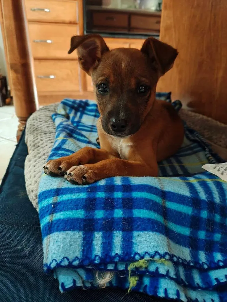 A baby medium-sized female Mixed Breed dog named Oakley for adoption in Russellville, KY