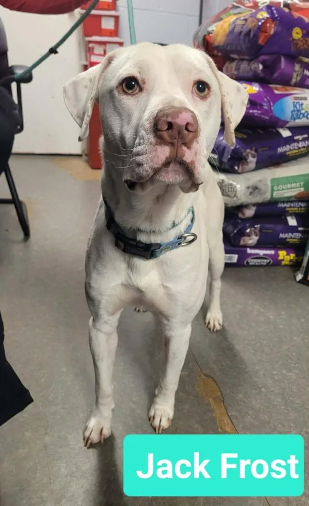 Jack Frost thumbnail 2