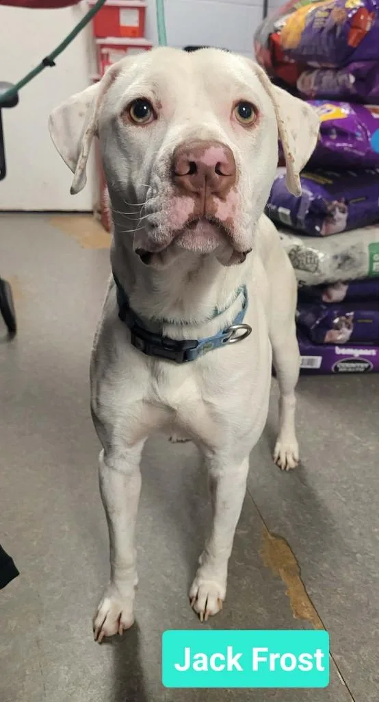 Jack Frost thumbnail 3