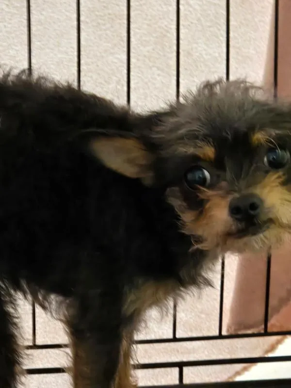 An adult small-sized female Yorkshire Terrier dog named Kenzie for adoption in Kennewick, WA