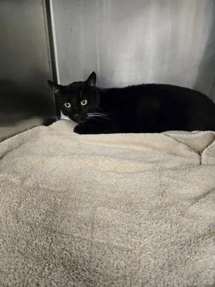 An adult large-sized male Domestic Short Hair cat named Mr. B for adoption in Gainesville, FL