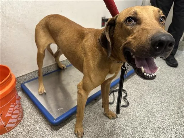 An adult large-sized male Black Mouth Cur dog named A for adoption in Houston, TX