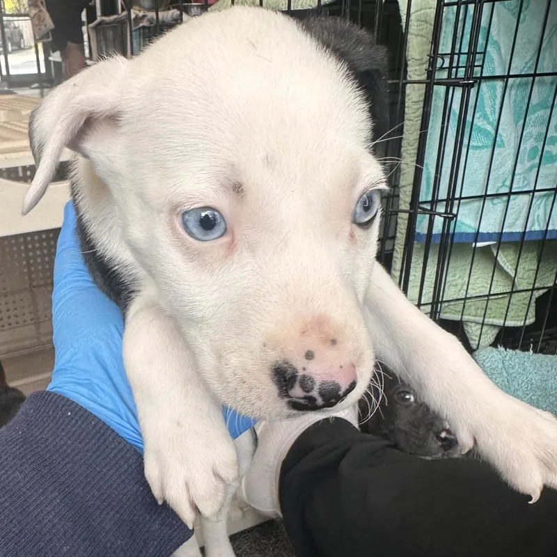 A baby small-sized female Black Mixed Breed dog named Genesis for adoption in Allentown, PA