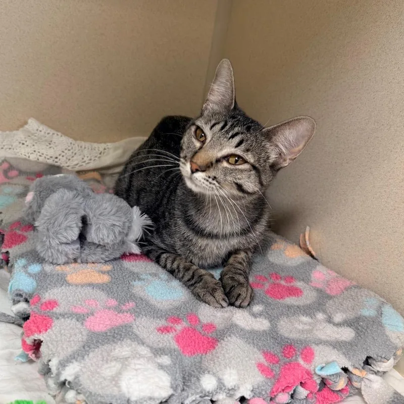 A young medium-sized female Gray / Blue / Silver Domestic Short Hair cat named Daisy for adoption in Great Falls, MT