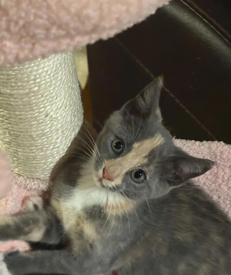 A baby medium-sized female Domestic Short Hair cat named Lucky Duck for adoption in Alpharetta, GA